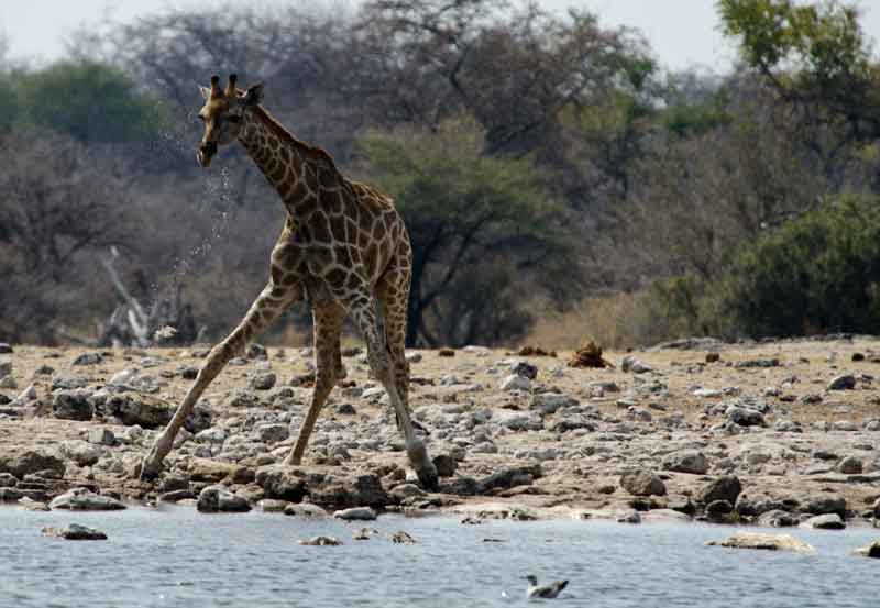 143 - Namibia - jirafa - parque nacional de Etosha